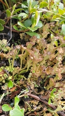 Cladonia phyllophora