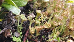 Cladonia phyllophora