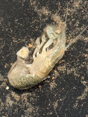 Upogebia pugettensis