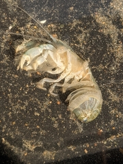 Upogebia pugettensis