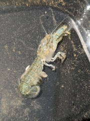 Upogebia pugettensis