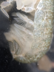 Upogebia pugettensis