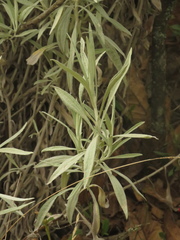 Achyrocline saturejoides