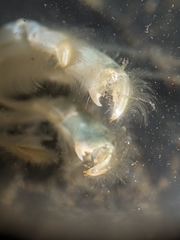 Upogebia pugettensis