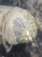 Upogebia pugettensis