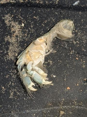 Upogebia pugettensis