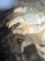Upogebia pugettensis