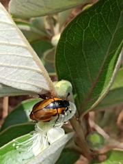 Macraspis variabilis