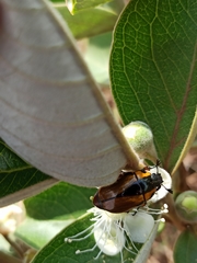 Macraspis variabilis