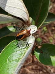 Macraspis variabilis