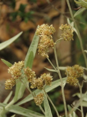 Achyrocline saturejoides