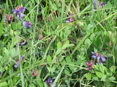 Lathyrus odoratus
