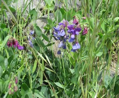 Lathyrus odoratus