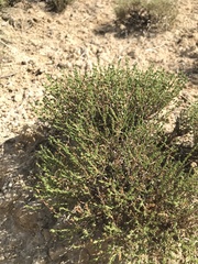 Frankenia jamesii