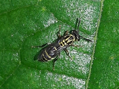 Protopolybia
