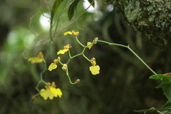 Gomesa bifolia