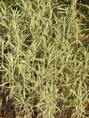 Achyrocline saturejoides