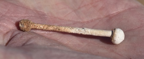 Tulostoma macrocephalum image
