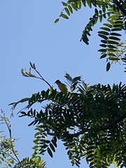 Spinus psaltria