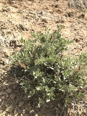 Atriplex confertifolia