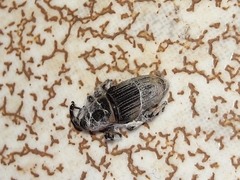 Cosmopolites sordidus