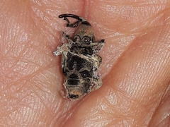 Cosmopolites sordidus