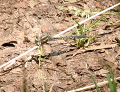 Phanogomphus oklahomensis