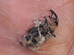 Cosmopolites sordidus