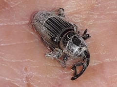Cosmopolites sordidus