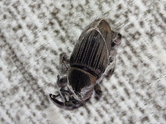 Cosmopolites sordidus