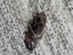 Cosmopolites sordidus