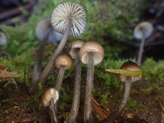 Mycena mulawaestris