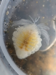 Phyllodurus abdominalis