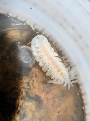 Phyllodurus abdominalis