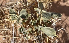 Penstemon albomarginatus