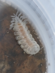 Phyllodurus abdominalis
