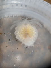 Phyllodurus abdominalis