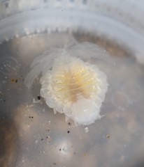 Phyllodurus abdominalis