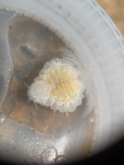 Phyllodurus abdominalis