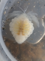 Phyllodurus abdominalis