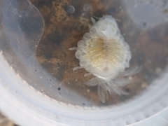Phyllodurus abdominalis