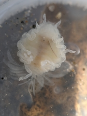 Phyllodurus abdominalis