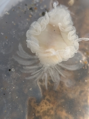 Phyllodurus abdominalis