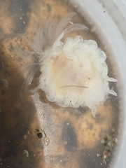Phyllodurus abdominalis