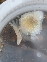 Phyllodurus abdominalis