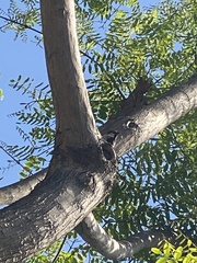 Passer domesticus