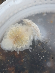 Phyllodurus abdominalis