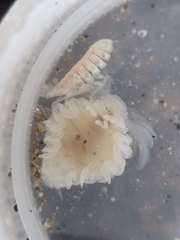 Phyllodurus abdominalis
