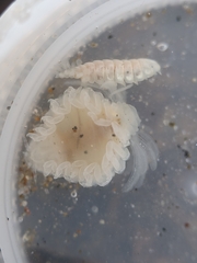 Phyllodurus abdominalis