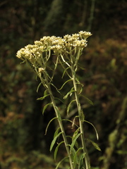 Pseudognaphalium elegans